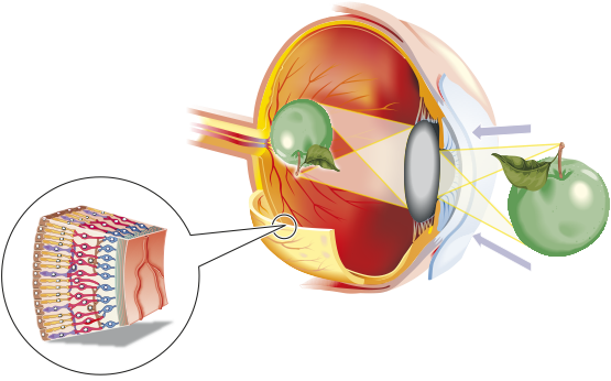 Ian-Moores-Graphics-Medical-Graphics-Human-Eye