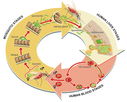 Ian-Moores-Graphics-Medical-Graphics-Malaria-Lifecycle